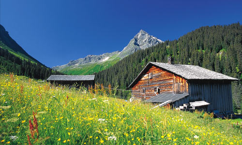 Bergwiese im Montafon